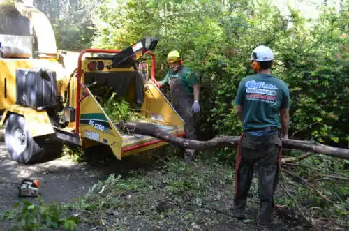 tree services Mountain Village